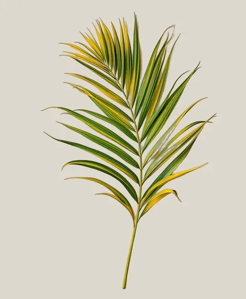Areca-Palme – Dypsis lutescens