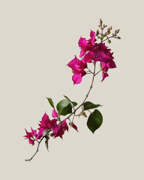 Bougainvillea Magenta – Bougainvillea