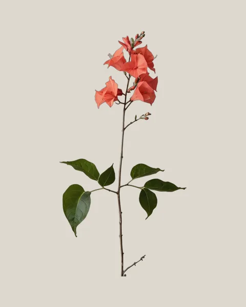 Bougainvillea Orange – Bougainvillea