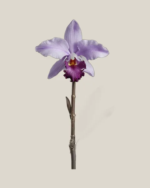 Cattleya Lavendel – Cattleya