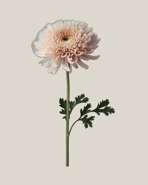 Chrysantheme Pink – Chrysanthemum