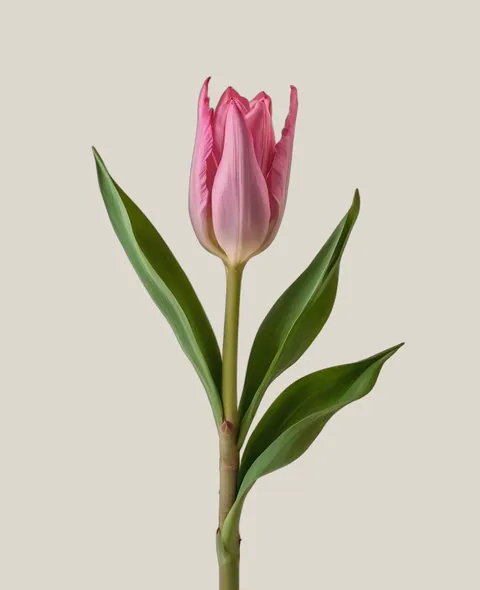 Curcuma Pink – Curcuma alismatifolia