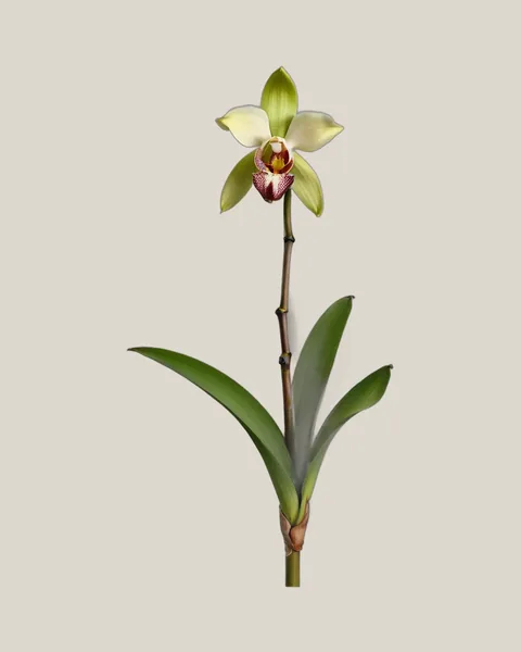 Cymbidium Grün – Cymbidium