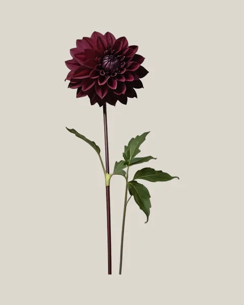 Dahlie Burgundy