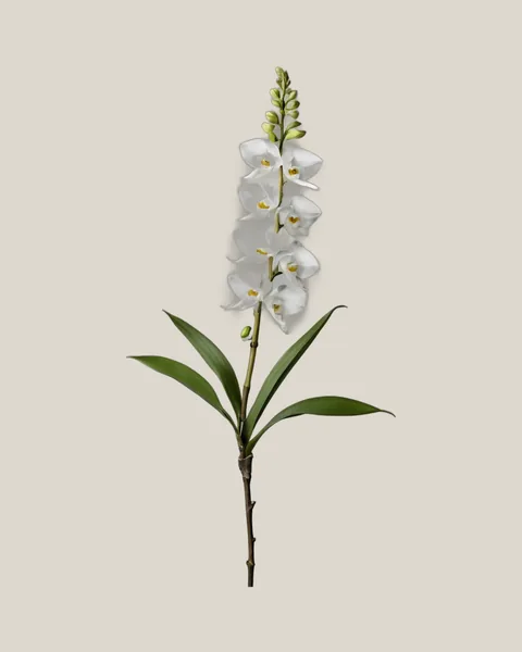Dendrobium Weiß – Dendrobium