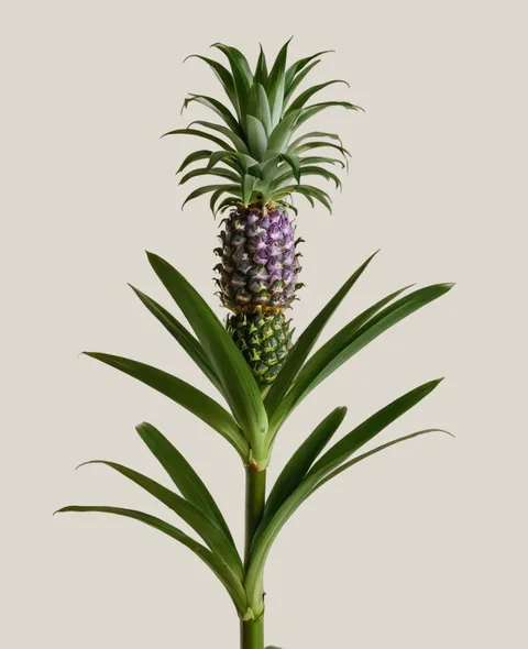 Ananasblume – Eucomis comosa