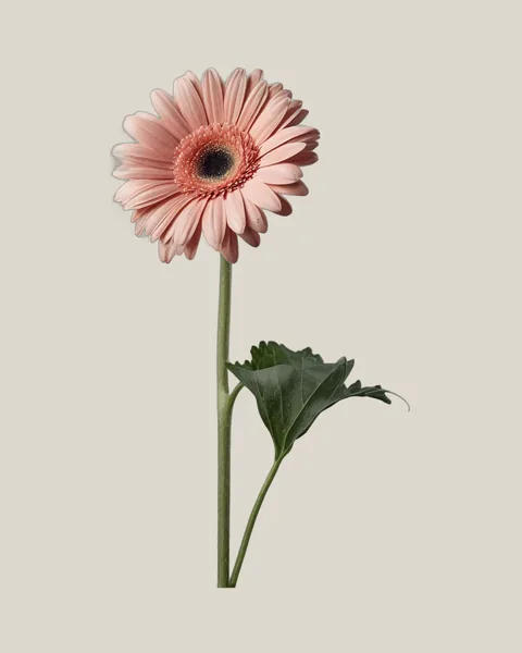 Gerbera Pink – Gerbera jamesonii