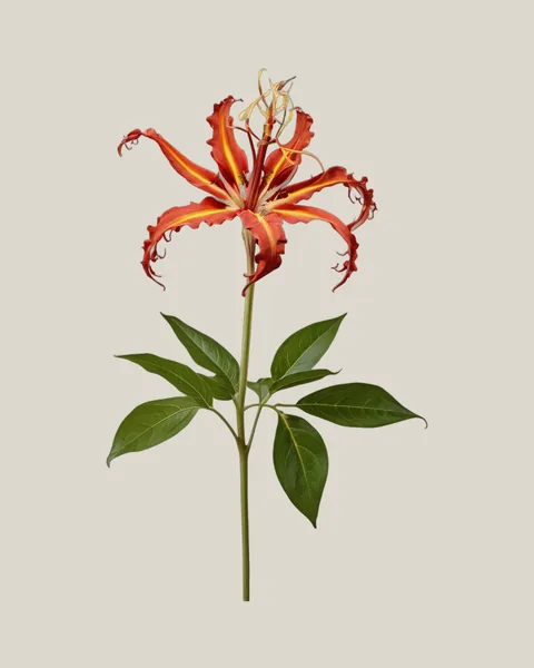 Gloriosa – Gloriosa superba