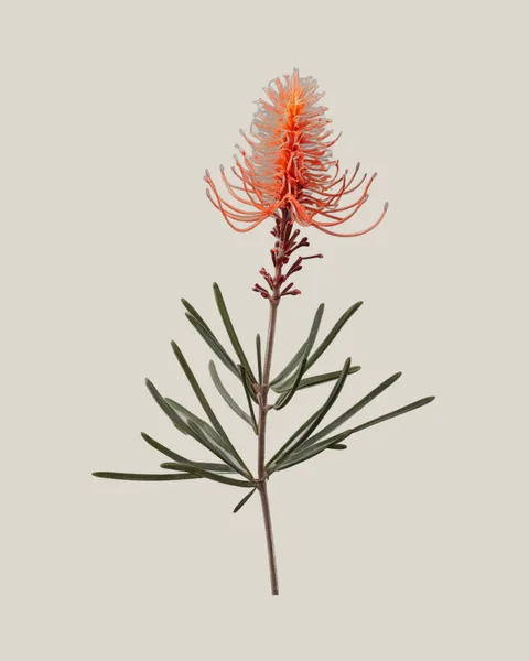 Grevillea – Grevillea