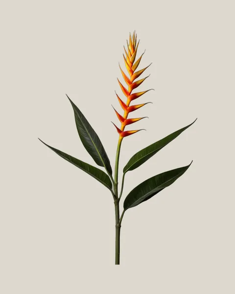 Helikonie – Heliconia