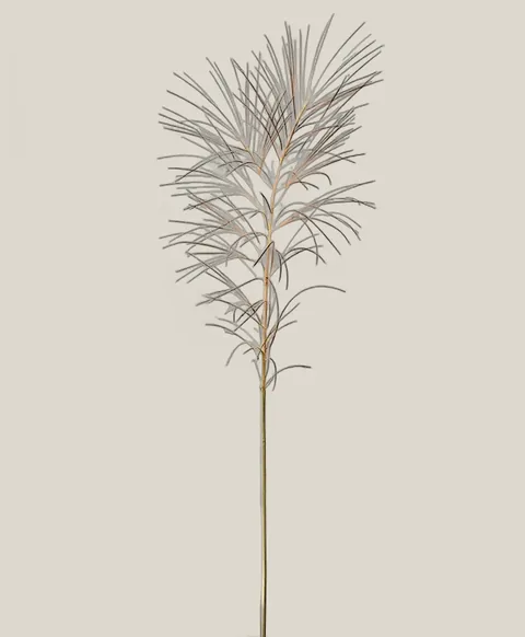 Mähnengerste – Hordeum jubatum