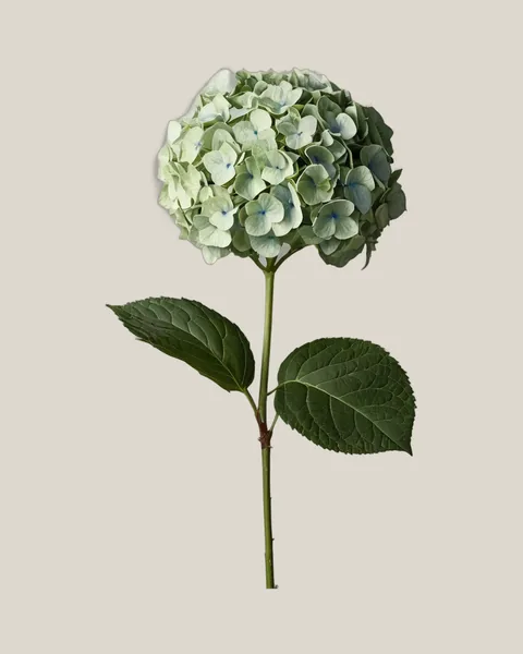 Hortensie Grün