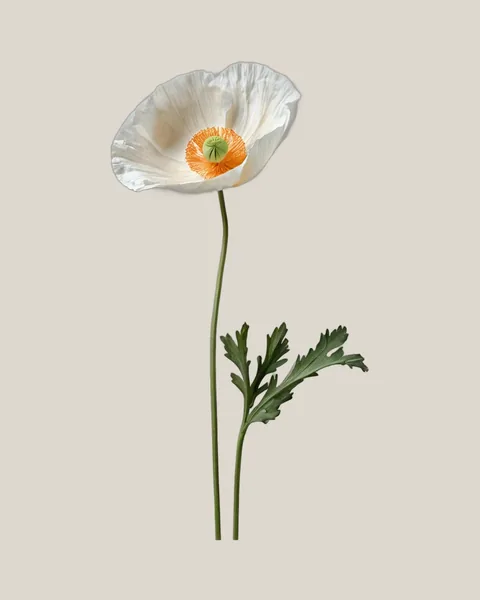 Islandmohn Weiß – Papaver nudicaule