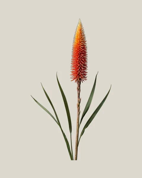 Fackellilie – Kniphofia uvaria