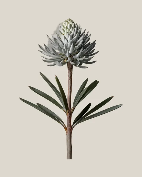 Silberbaum – Leucadendron argenteum