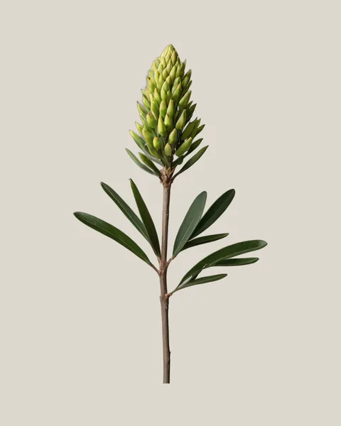 Leucadendron Pisa – Leucadendron