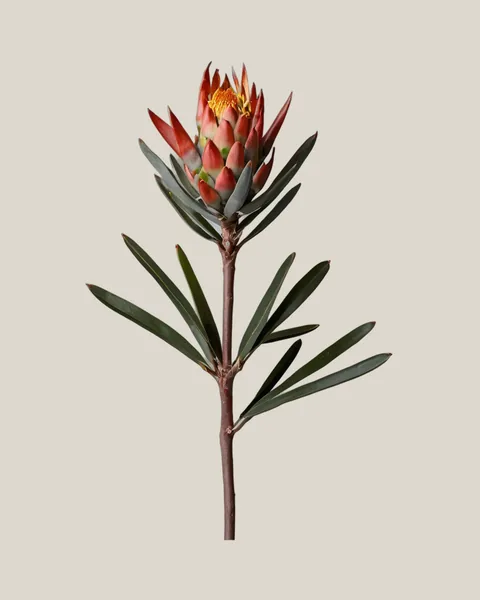 Leucadendron – Leucadendron