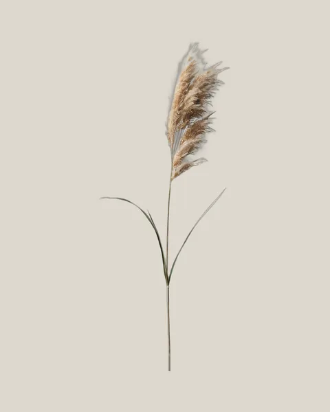Miscanthus – 