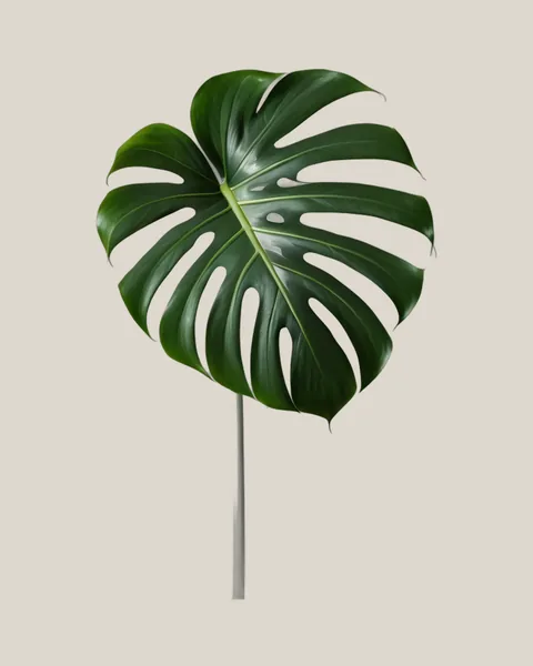 Monstera-Blatt – Monstera deliciosa