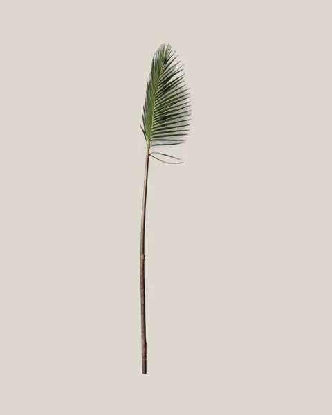 Palm Spear Natur – 