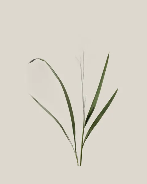 Panicum – 