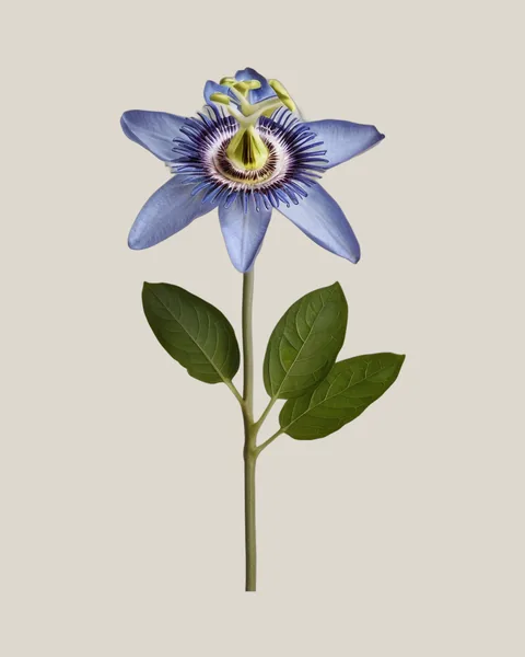 Passionsblume – Passiflora caerulea