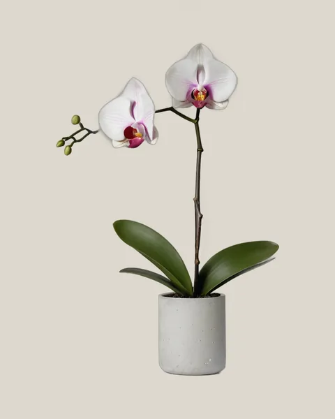 Phalaenopsis Orchidee – Phalaenopsis