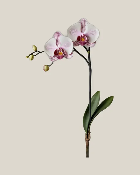 Phalaenopsis Rosa – Phalaenopsis