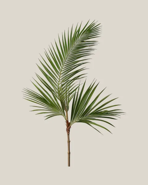 Phoenix-Palme – Phoenix roebelenii