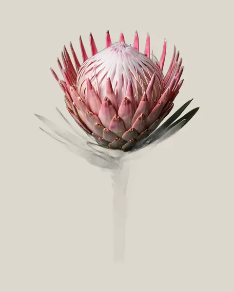Pink Ice Protea – Protea neriifolia