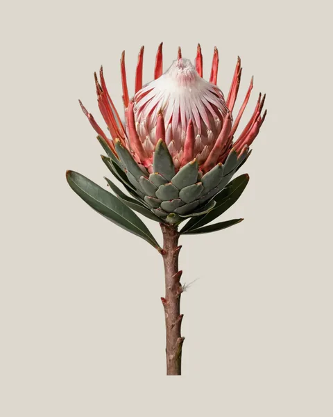 Protea Susara