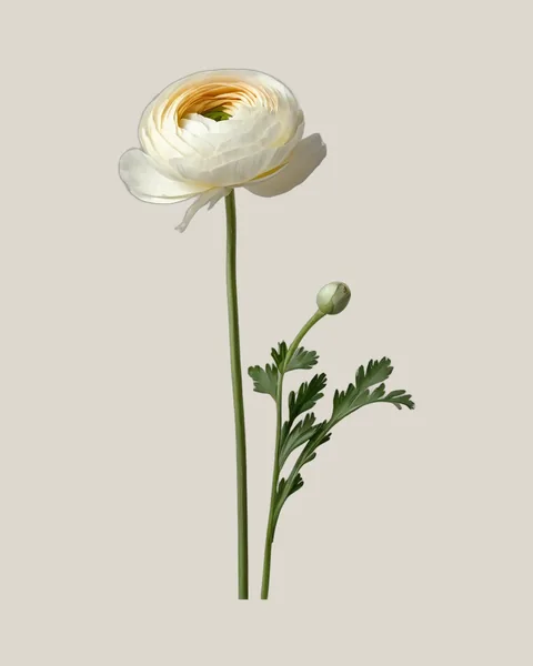 Ranunkel Creme – Ranunculus asiaticus