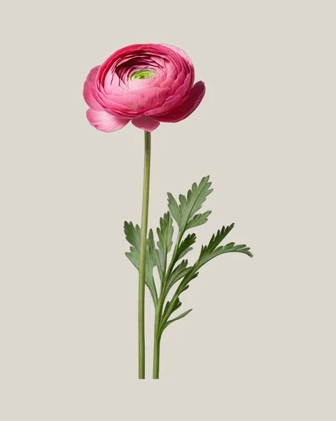 Ranunkel Hot Pink – Ranunculus asiaticus