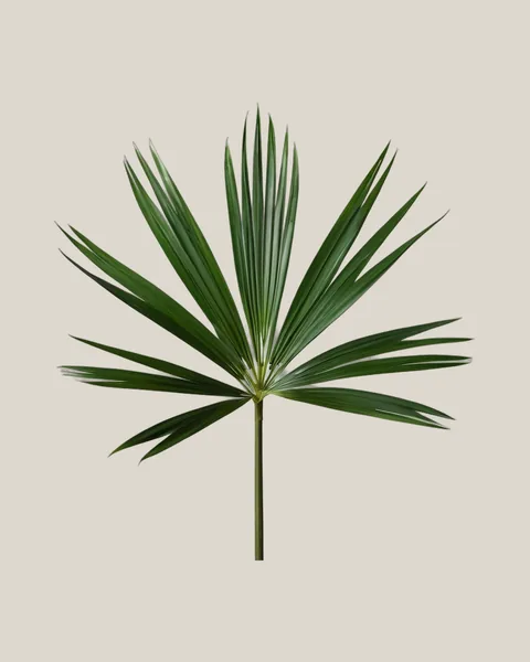 Raphis-Palme – Rhapis excelsa