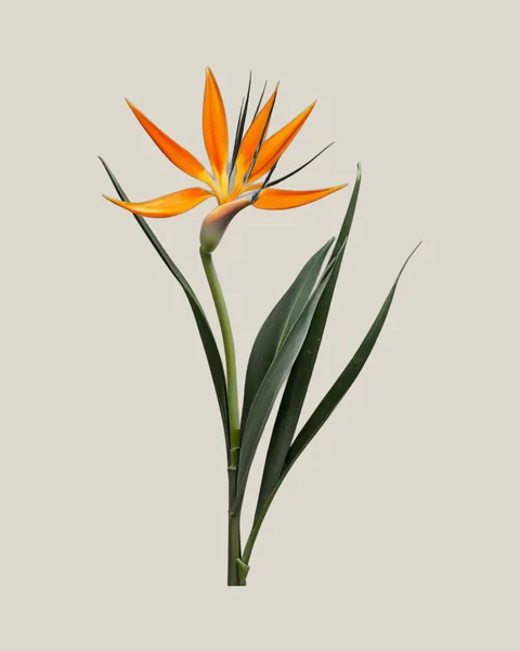 Strelitzie – Strelitzia reginae