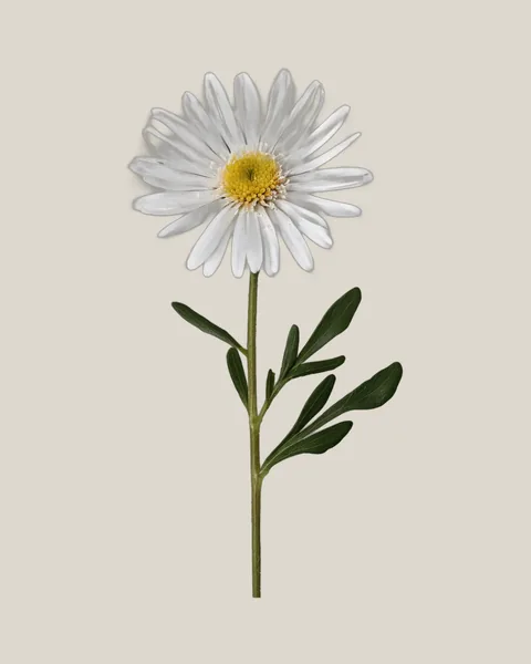 Herbstaster Weiß – Symphyotrichum