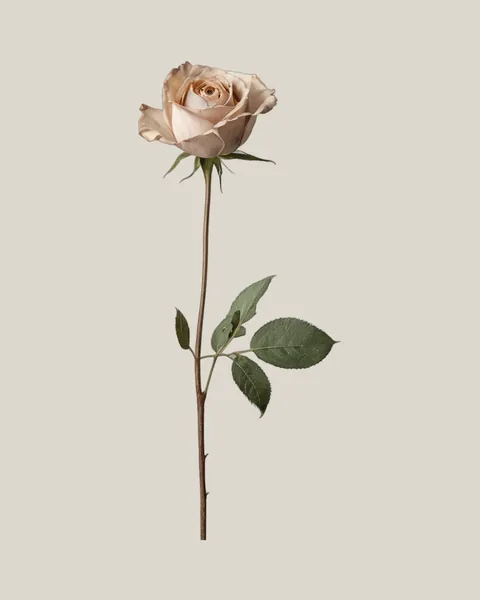 Trockenrose – 