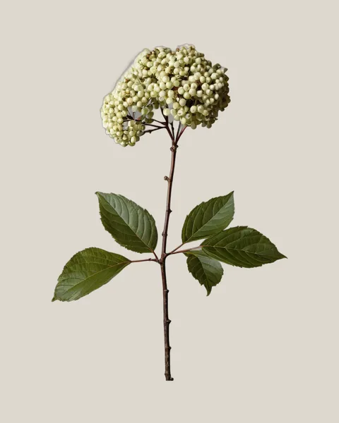 Viburnum